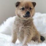 Spitz finlandais